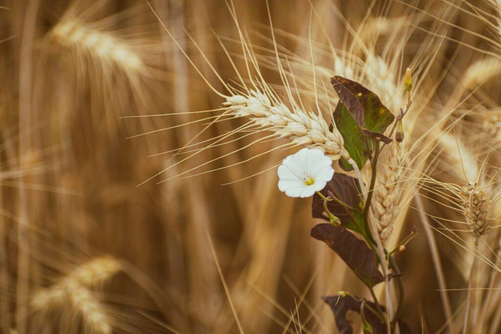 Agricultural Loans